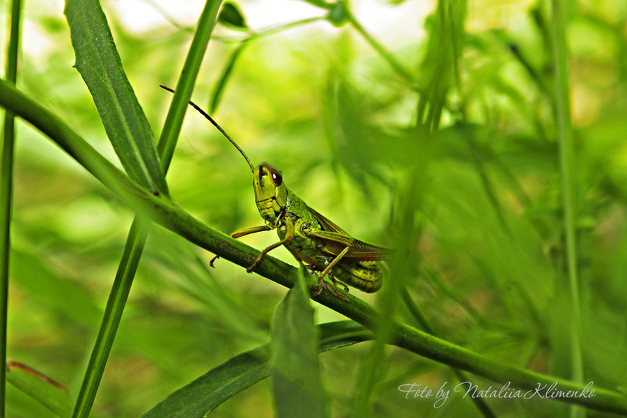 photo "***" tags: macro and close-up, nature, 