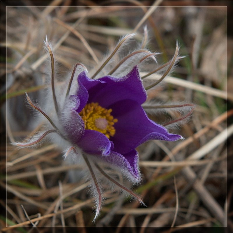 photo "A little hunter" tags: nature, macro and close-up, flowers