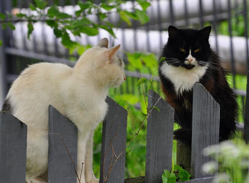 photo "***" tags: nature, pets/farm animals