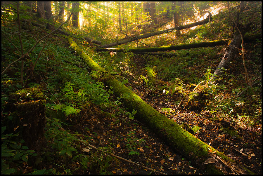 photo "***" tags: landscape, forest