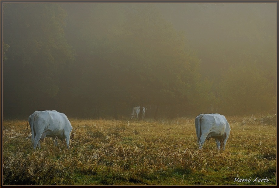 фото "misty morning" метки: пейзаж, закат, лето
