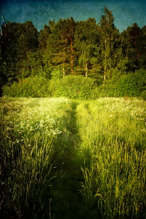 photo "Летняя тропинка" tags: landscape, forest, summer