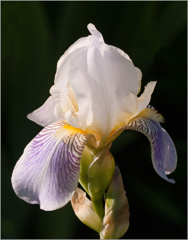 photo "***" tags: nature, flowers