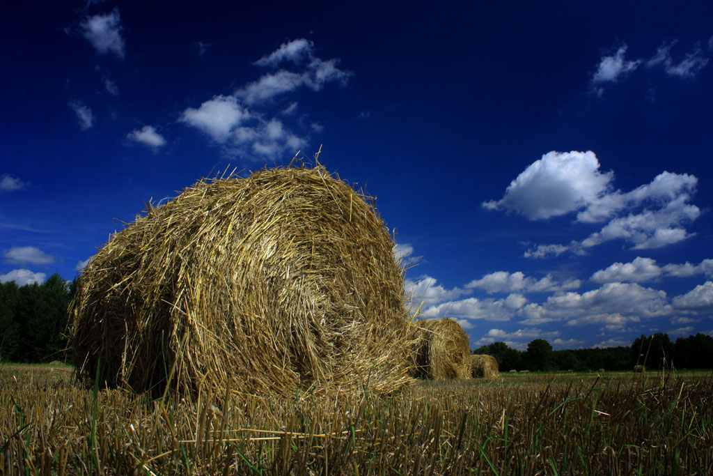 photo "Reaping time" tags: landscape, summer