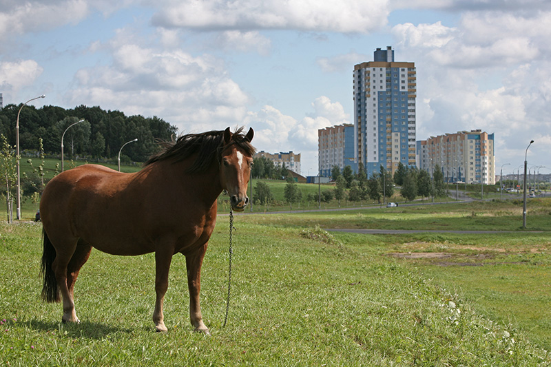 фото "Городская окраина" метки: природа, город, домашние животные