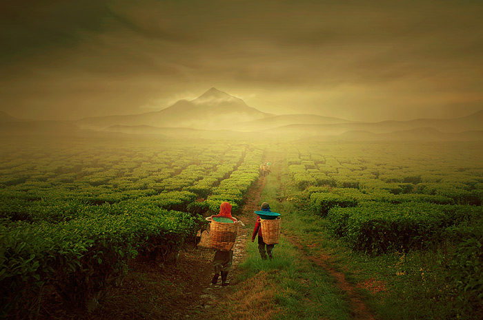 photo "tea farmer" tags: landscape, mountains