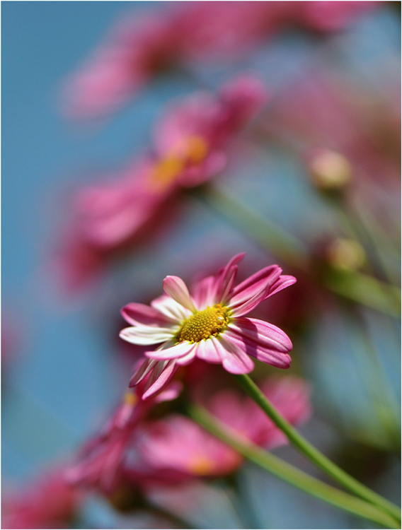 photo "Маргариткa" tags: macro and close-up, 