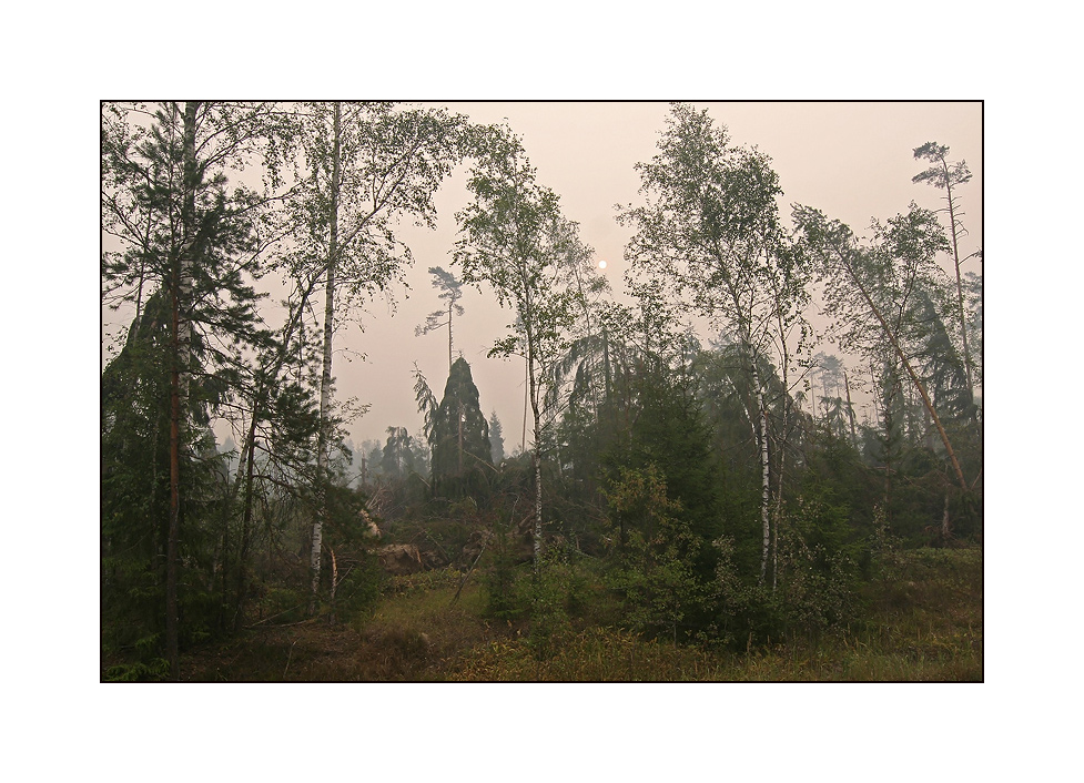 фото "Пастораль этого лета" метки: пейзаж, закат, лес