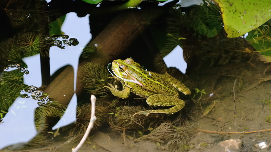photo "***" tags: nature, wild animals