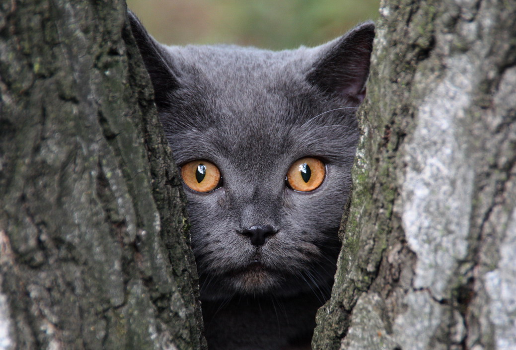 photo "***" tags: portrait, nature, pets/farm animals