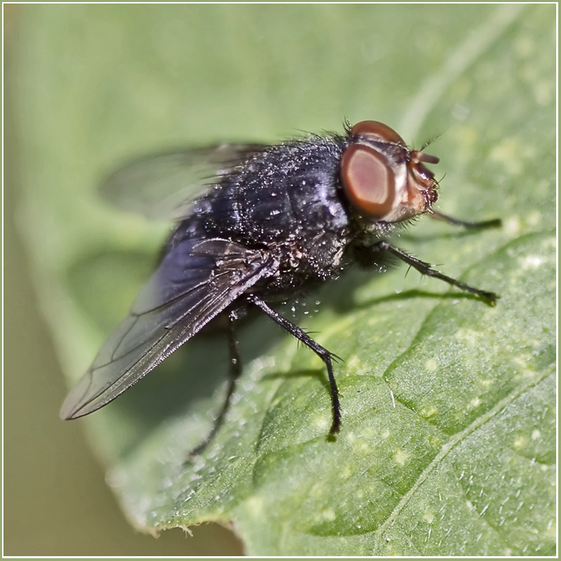 photo "***" tags: nature, macro and close-up, insect