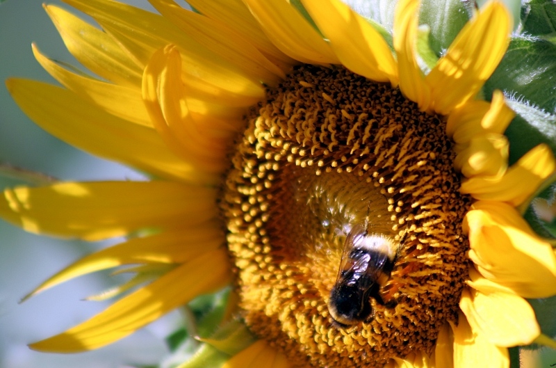 photo "***" tags: nature, macro and close-up, insect