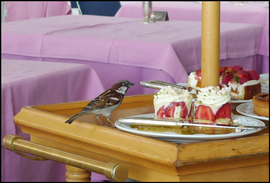 photo "The sweet tooth" tags: nature, wild animals