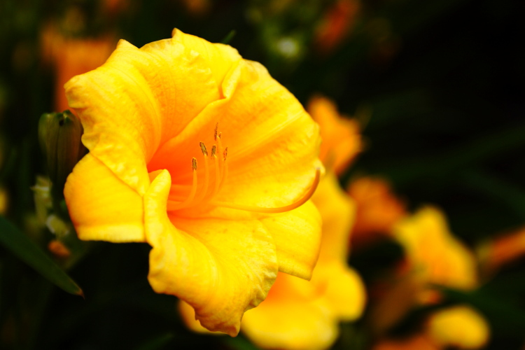 photo "Welcome!" tags: nature, macro and close-up, flowers