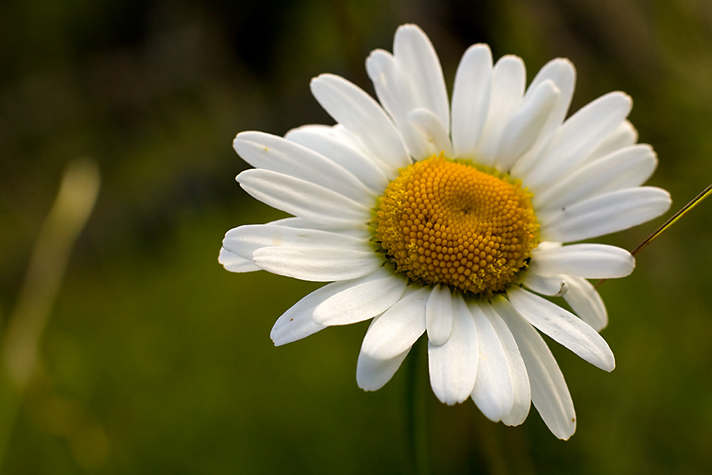 photo "***" tags: nature, flowers