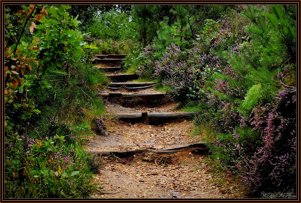 photo "Higher and higher" tags: landscape, nature, flowers, summer