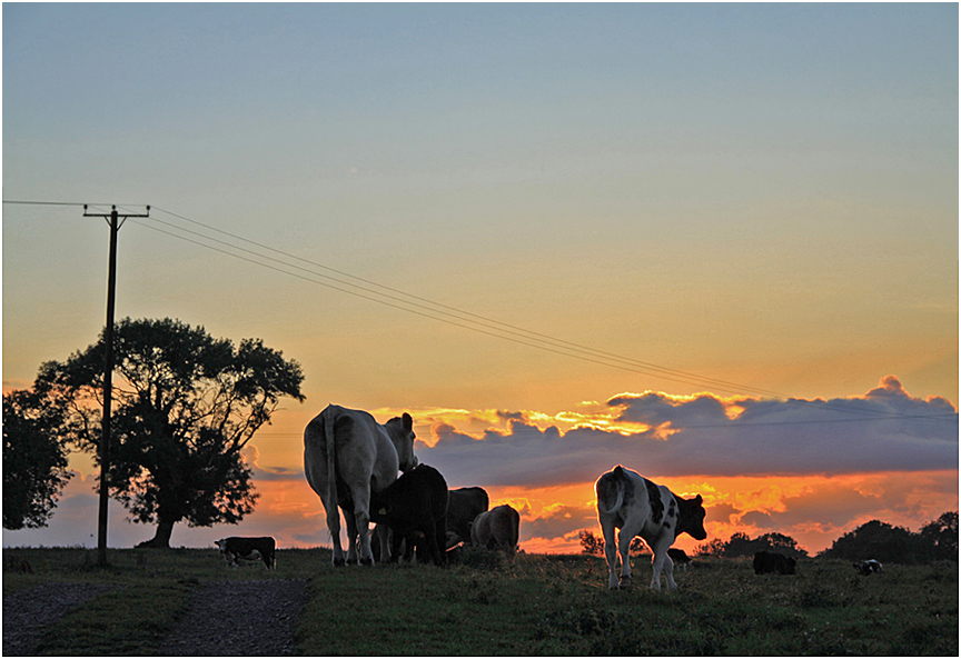 photo "Time to go home." tags: landscape, nature, pets/farm animals, sunset, коровы