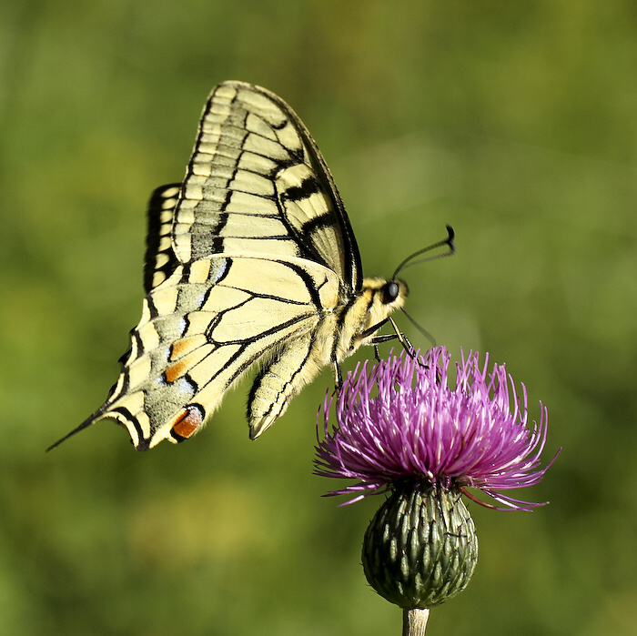 photo "***" tags: nature, insect