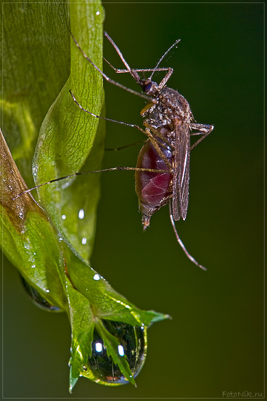 photo "Rest on the grass" tags: nature, misc., insect