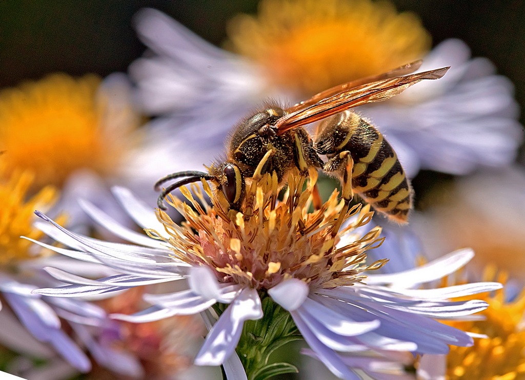 photo "***" tags: nature, flowers, insect