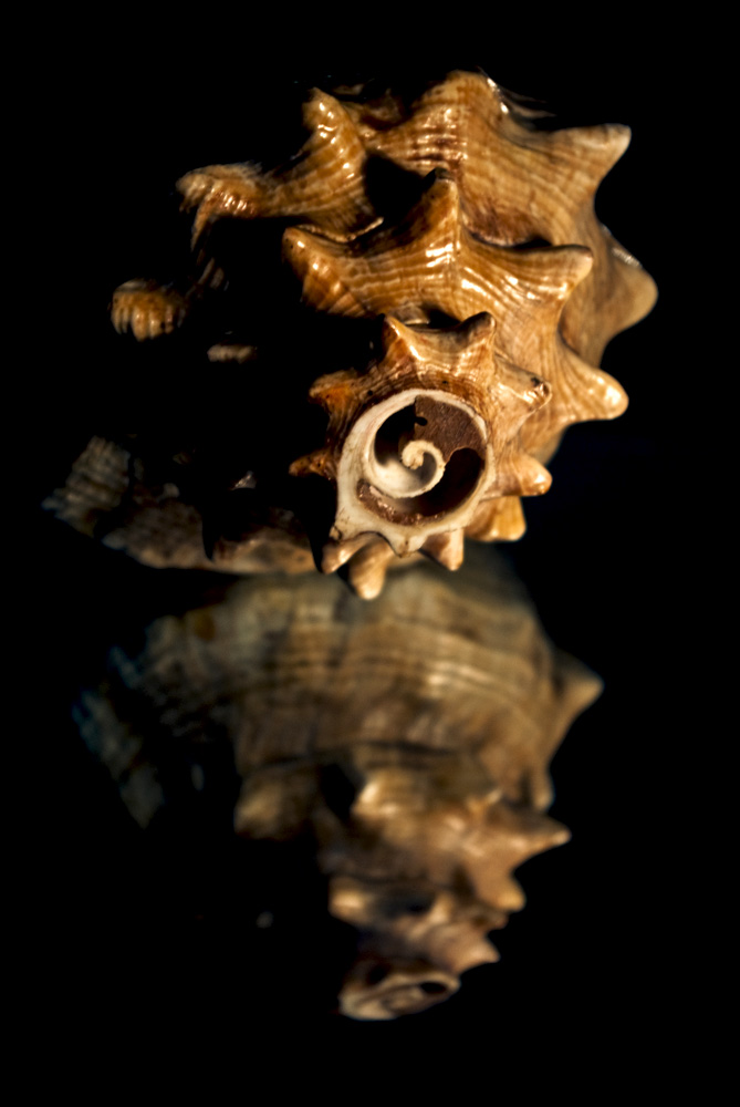 photo "***" tags: macro and close-up, underwater, 