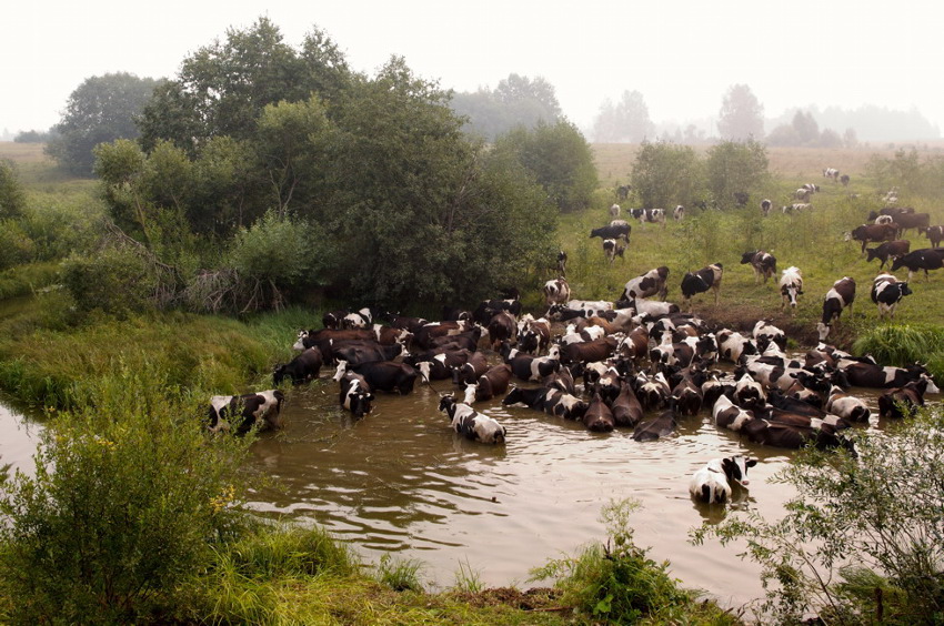 фото "Купальщицы (2010)" метки: природа, домашние животные