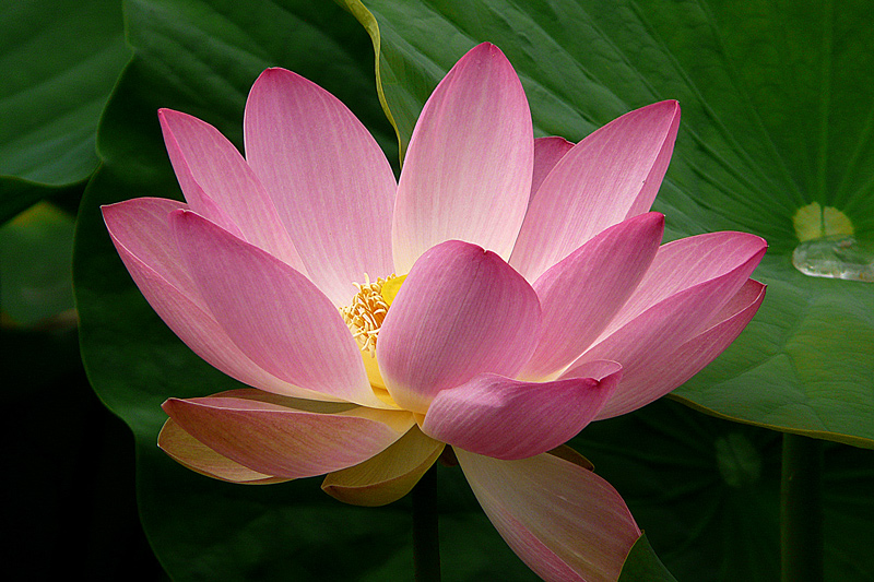 photo "Lotus" tags: nature, macro and close-up, flowers