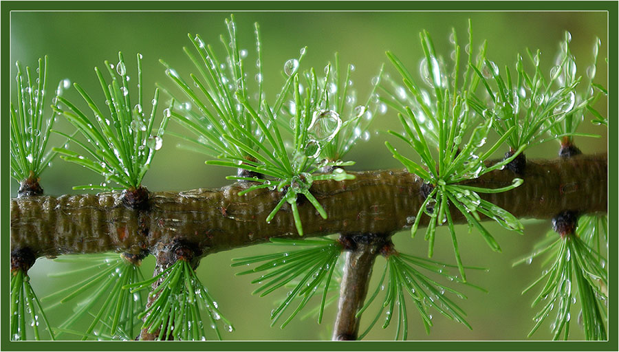 фото "Роса" метки: природа, цветы