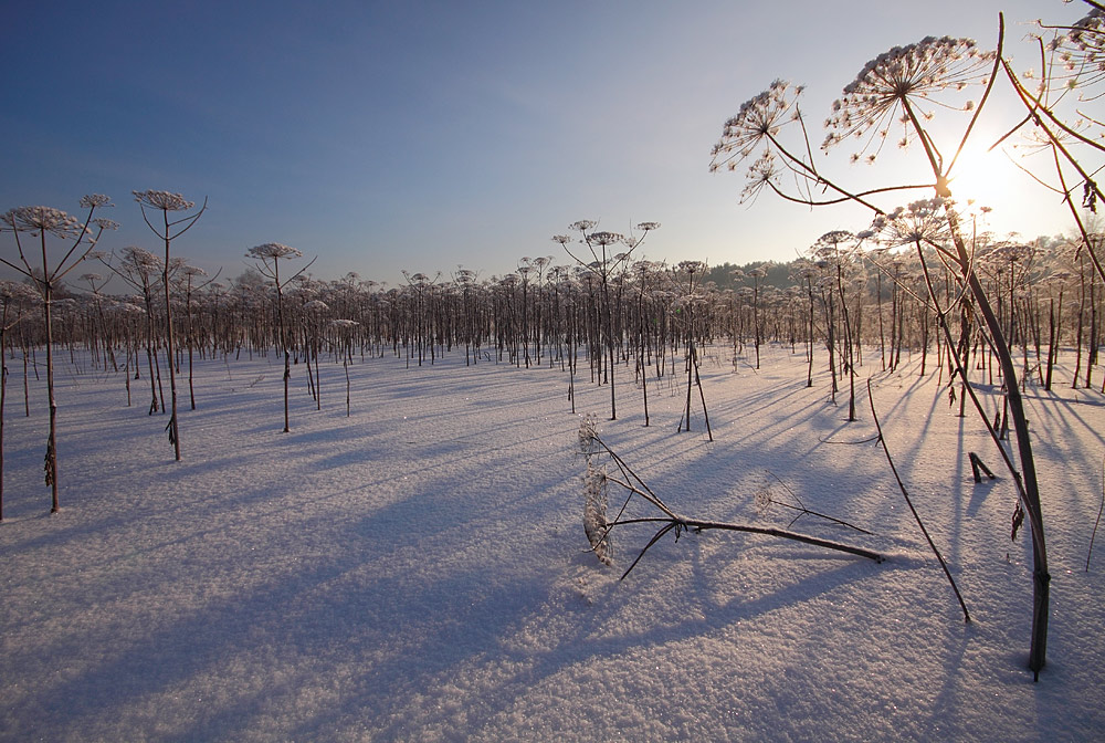 photo "Hands up!" tags: landscape, sunset, winter