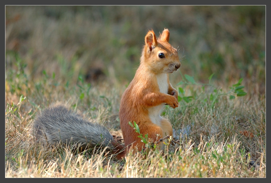 photo "Give nuts for stocks" tags: nature, wild animals