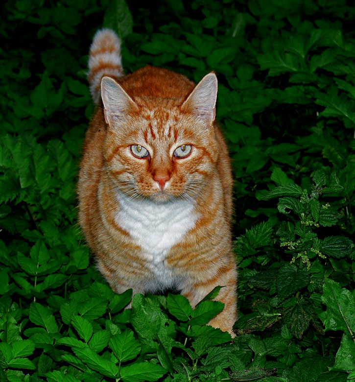 photo "Watch Out !" tags: nature, pets/farm animals