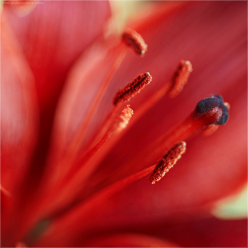 photo "Lilly flower" tags: nature, macro and close-up, flowers