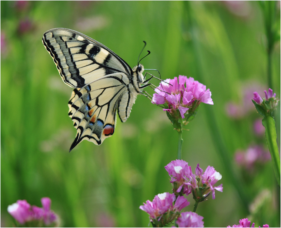 photo "Schmetterling" tags: macro and close-up, 