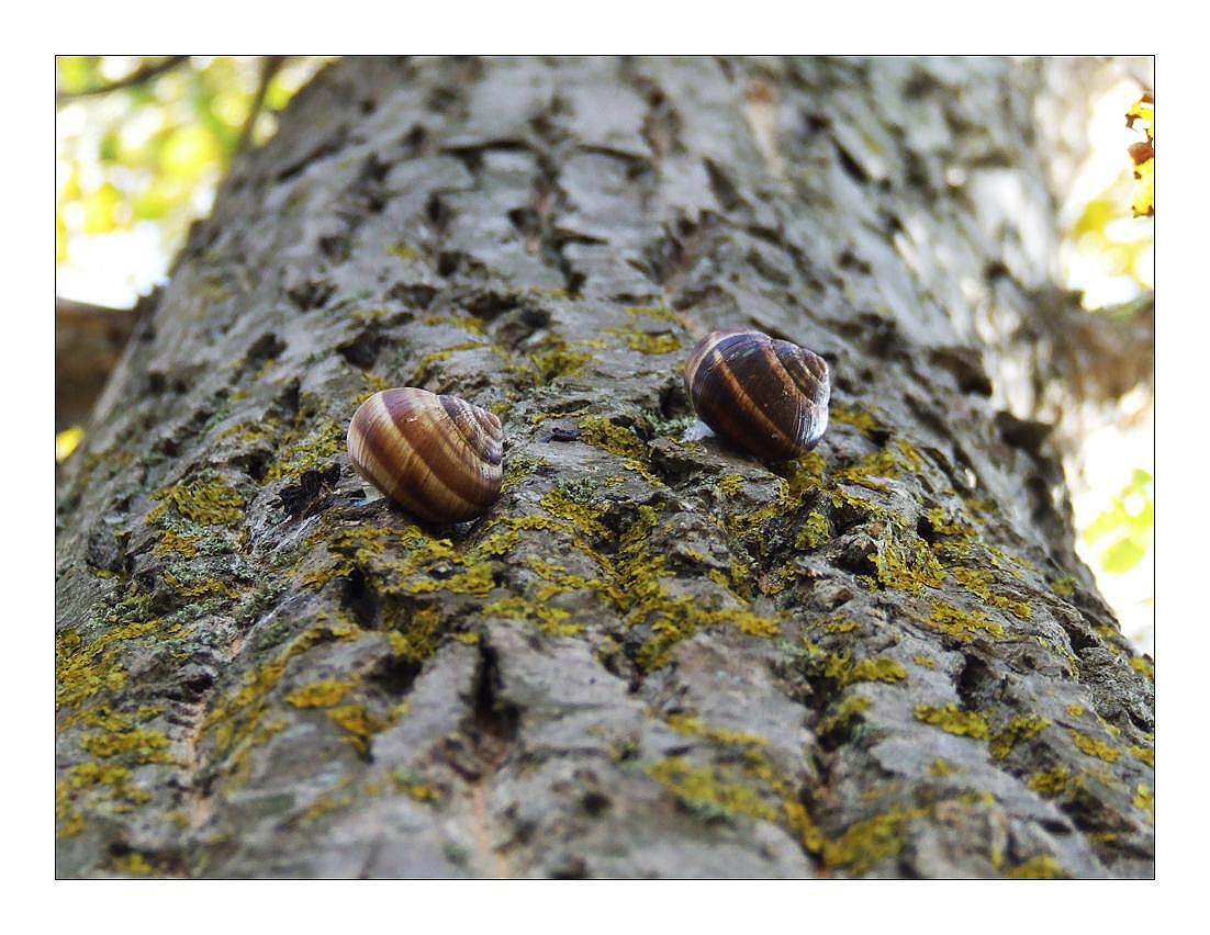 photo "go snail" tags: nature, insect