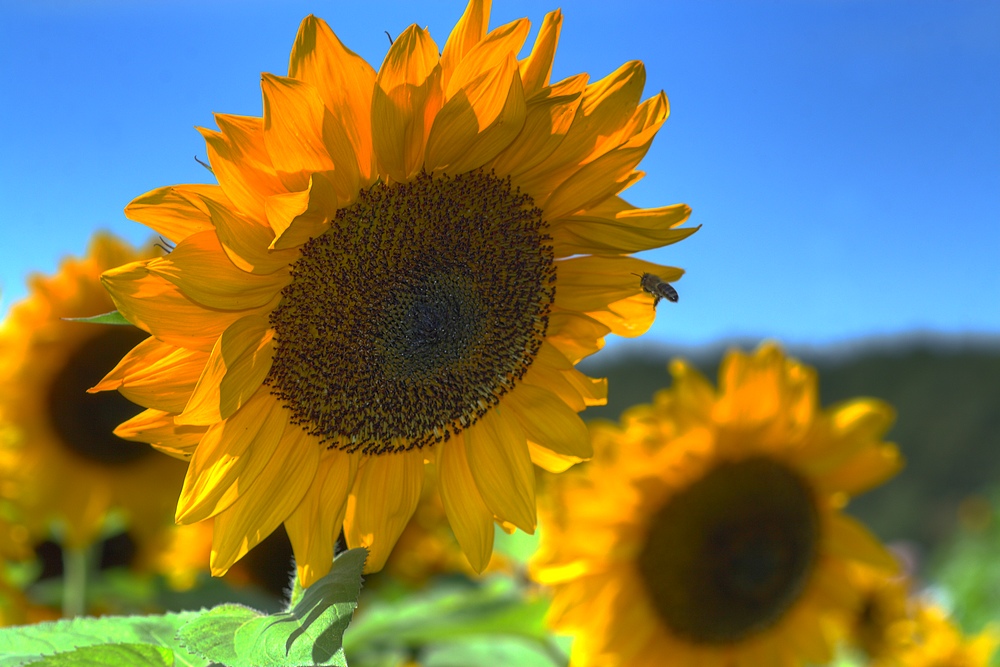 photo "***" tags: nature, landscape, flowers, summer