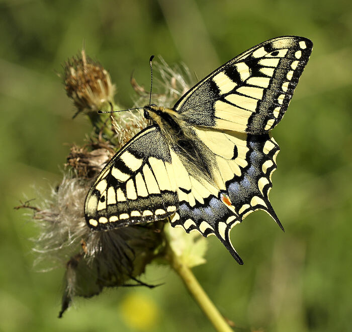 photo "***" tags: nature, insect