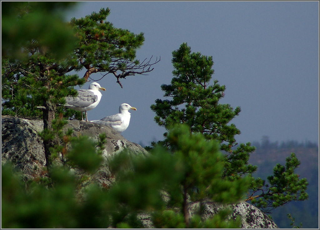 photo "Guard Island Kayonsaari" tags: landscape, mountains, summer