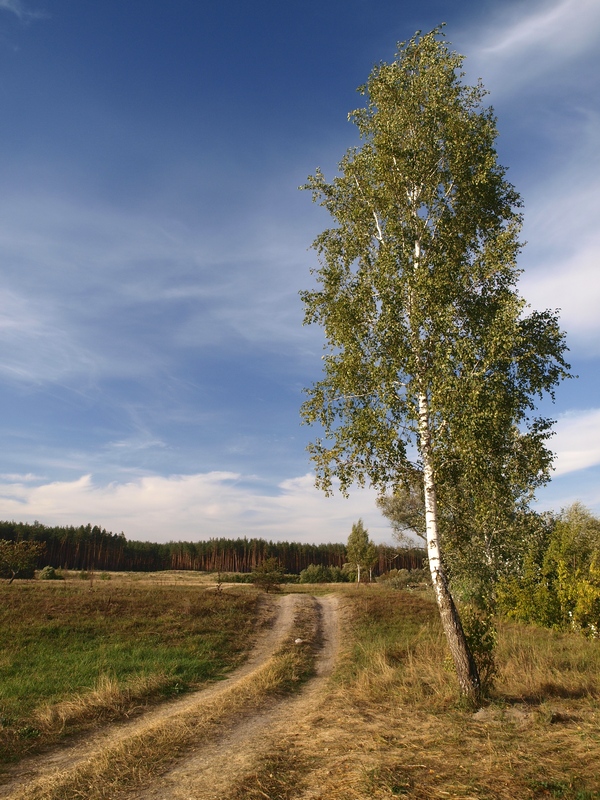 фото "У дороги" метки: пейзаж, лето