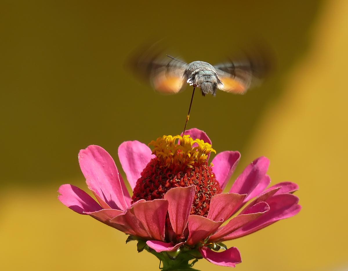 photo "Языкан обыкновенный" tags: nature, insect