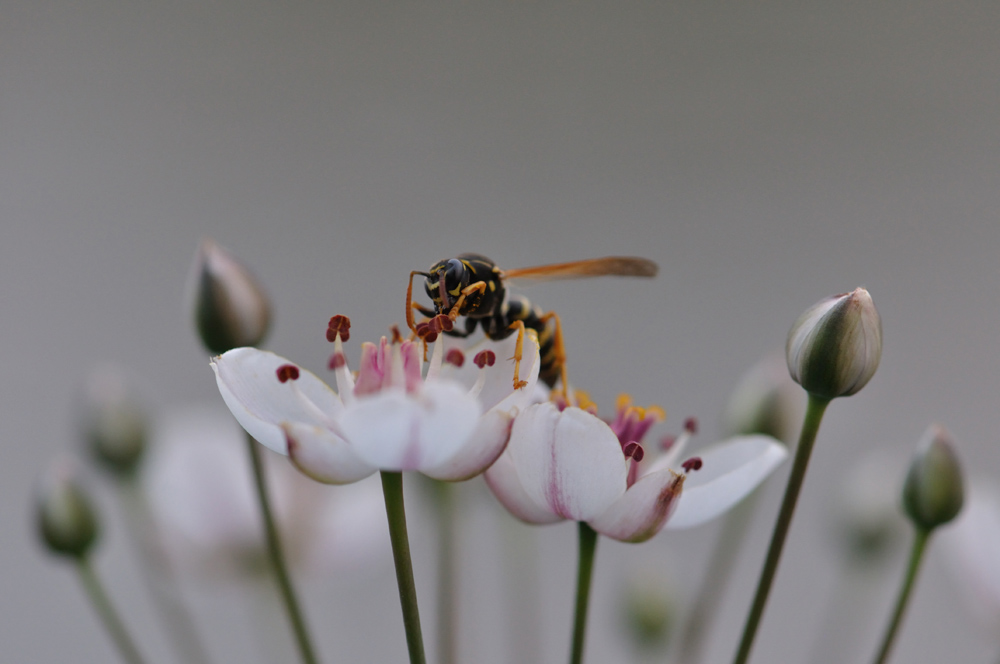 photo "***" tags: macro and close-up, 