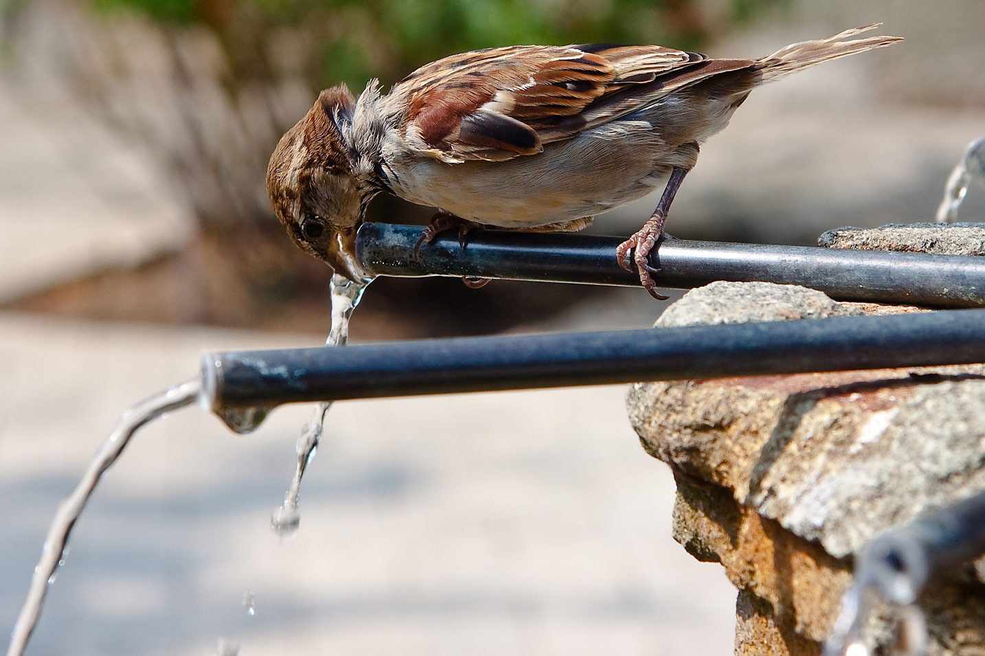 photo "воробей, вода, фонтан, птицы" tags: nature, wild animals