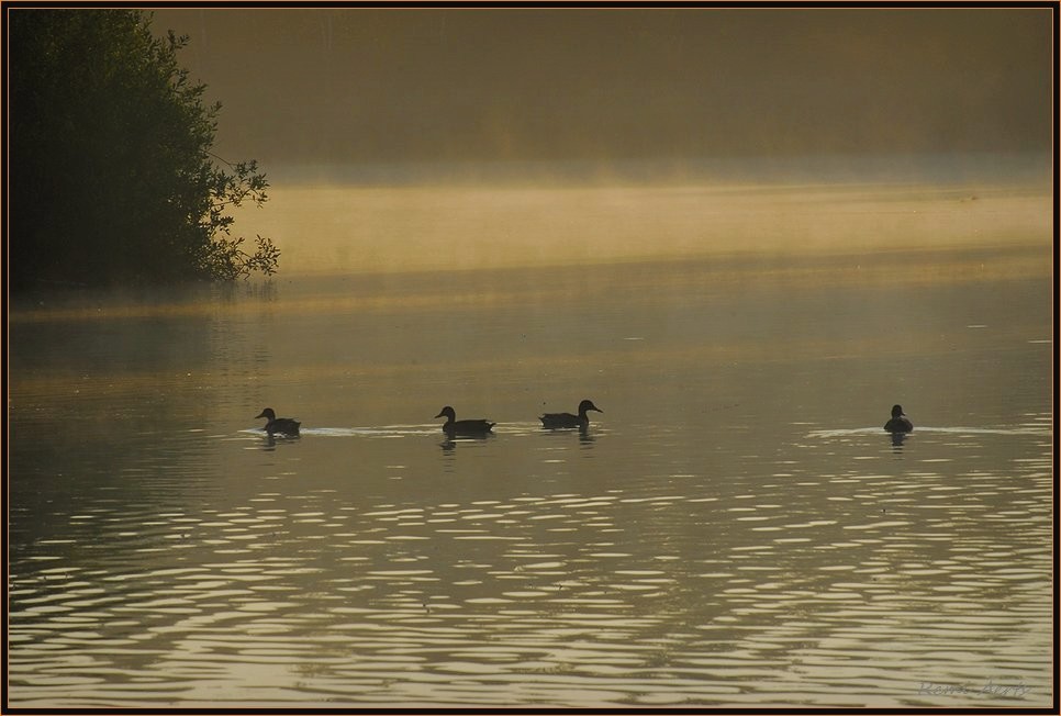 photo "***" tags: landscape, sunset, water