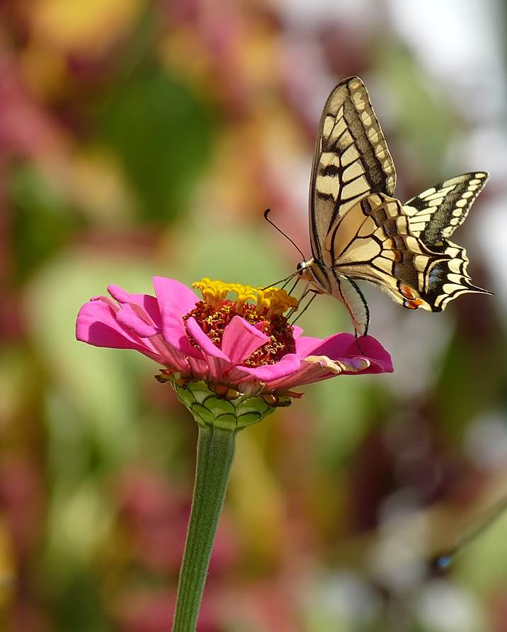 фото "Papilio machaon" метки: природа, насекомое