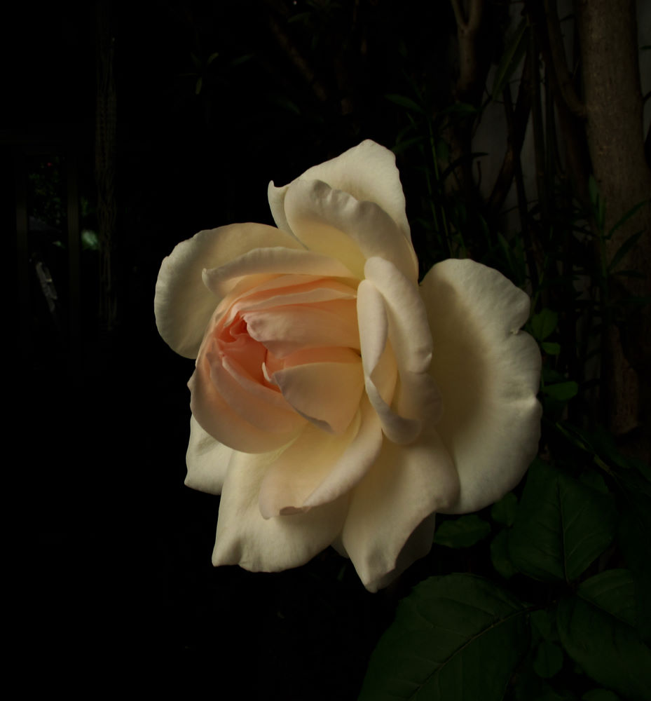 photo "***" tags: nature, flowers