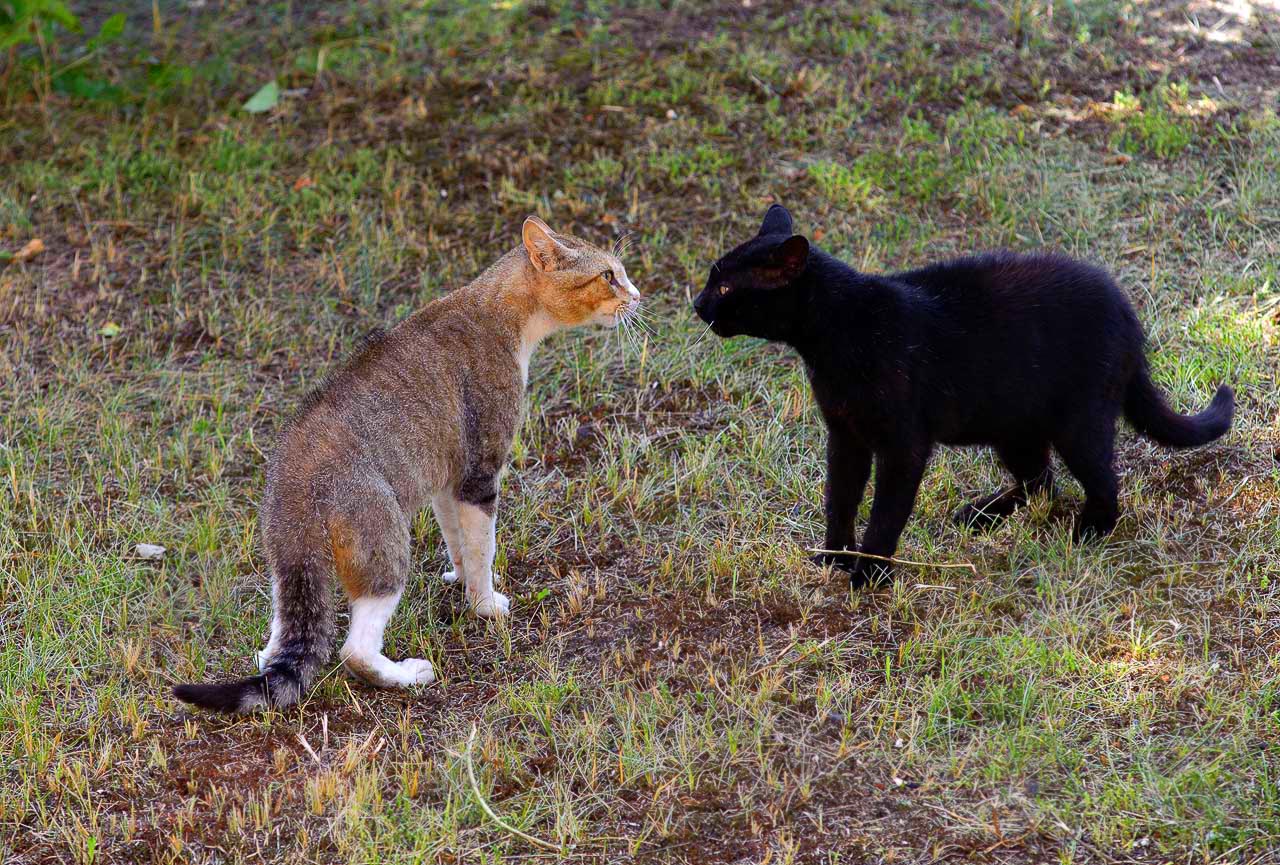 photo "***" tags: genre, nature, pets/farm animals