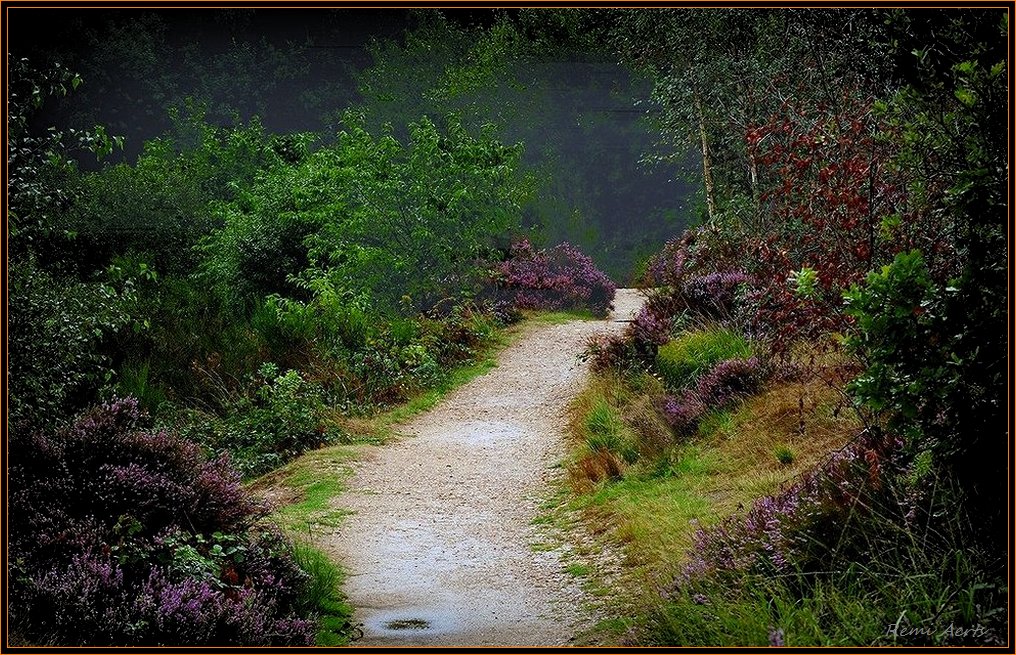 photo "***" tags: landscape, forest, summer