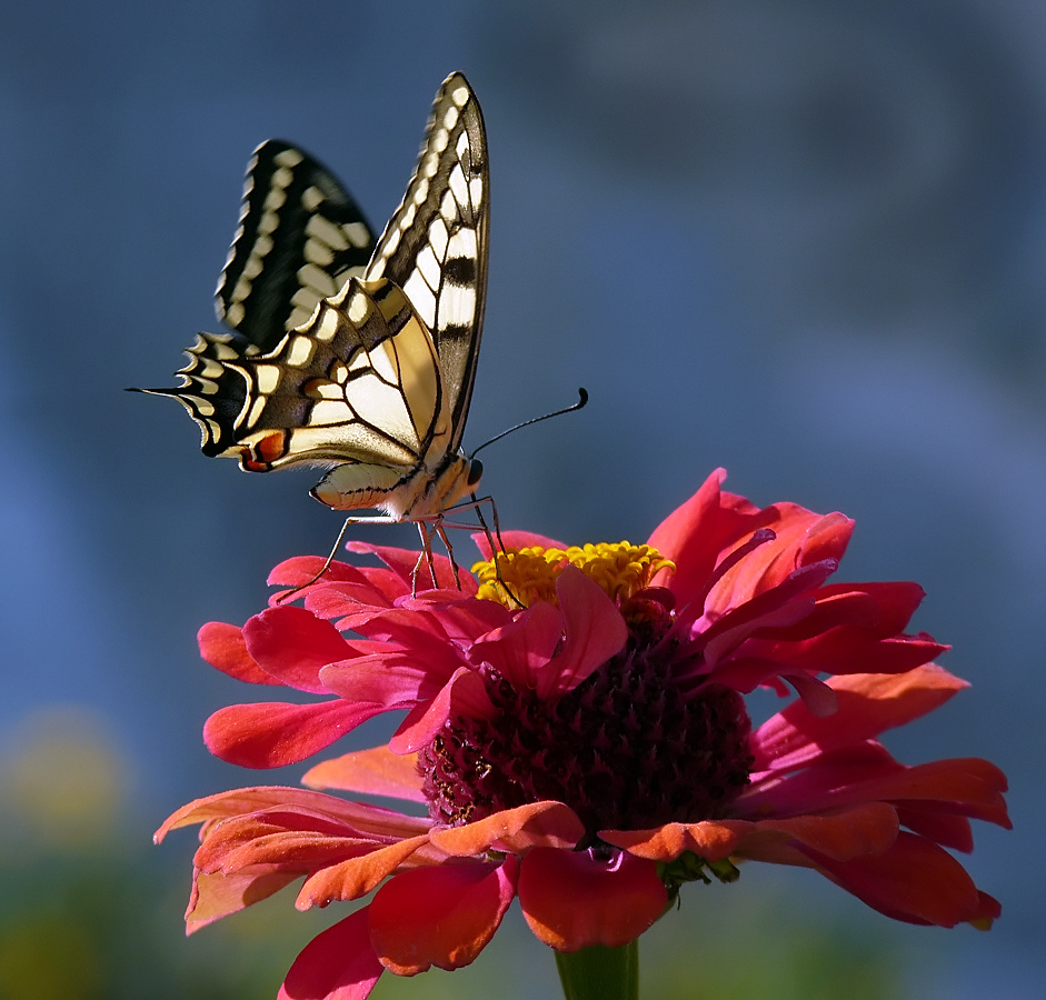 фото "Papilio machaon" метки: природа, насекомое