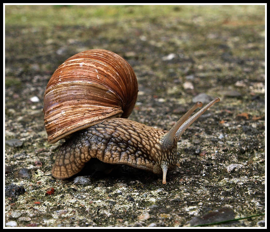 photo "Taking A Turn" tags: nature, wild animals