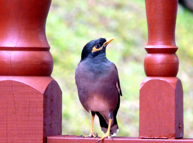 photo "Handsome one..." tags: nature, travel, Asia, wild animals