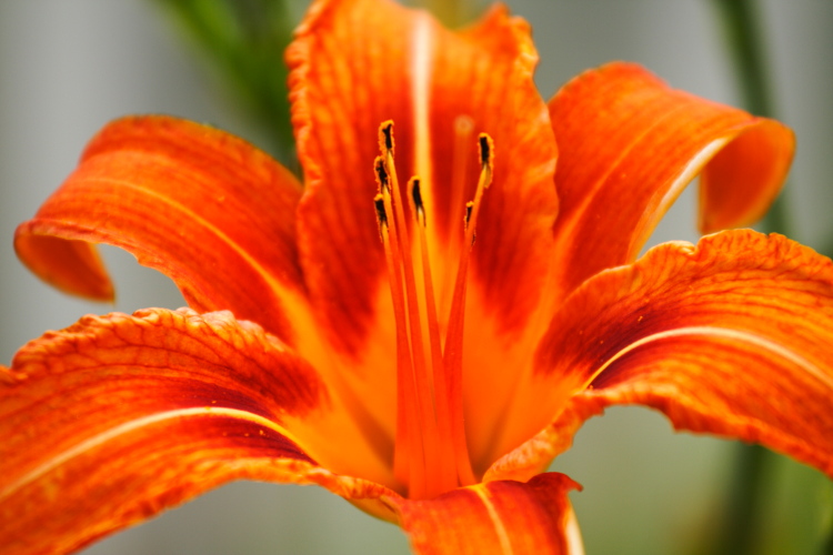 фото "Orange Blossom" метки: природа, макро и крупный план, цветы
